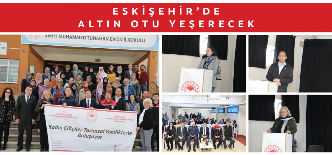 ESKİŞEHİR’DE ALTIN OTU YEŞERECEK