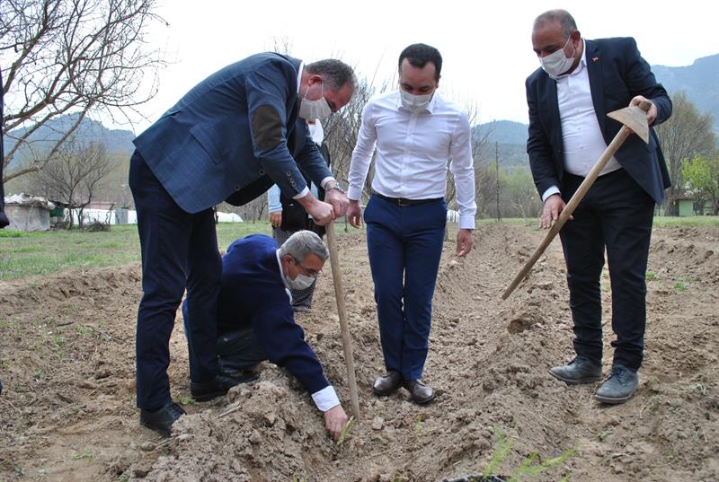 Üretiminde Türkiye Birincisi Olduğumuz Kuşkonmazda Yeni