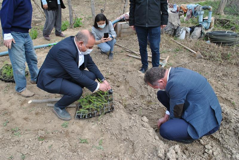 Üretiminde Türkiye Birincisi Olduğumuz Kuşkonmazda Yeni